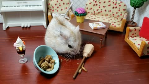 🐹 Funny Hamster Videos: Hamster says yes to treats, no to housework