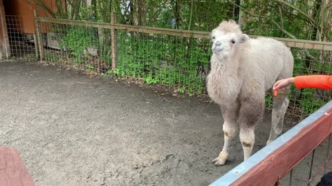 Cute Nancy - Bactrian Camel Calves