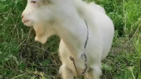 goat eating grass real cow