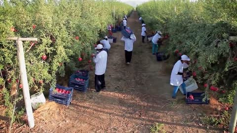 Awesome Agriculture Technology: Pomegranate Cultivation - Pomegranate Farm and Harvest