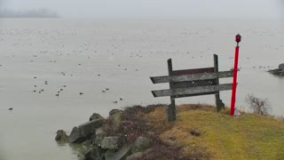 Thousands of Birds hanging out on Lake Erie!