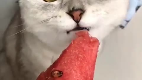 Funny kitten does not want broccoli, but tastes watermelon 😂😂😂