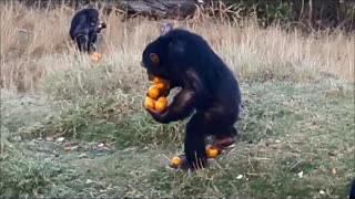 Skilled Chimp Carries A Dozen Of Oranges At Once With Ease