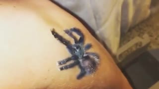 Collab copyright protection - tarantula crawls up arm slowly