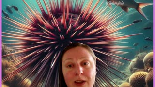 PRICKLY BALLS OF THE SEA! Ola talks sea urchins