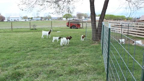 Dozens of baby goats - kids - jumping, yelling and playing