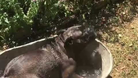 Excited black dog bath tub outside