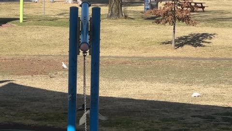 Parrots Love Playing on Large Teeter Totter