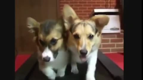 Funny Dogs Videos