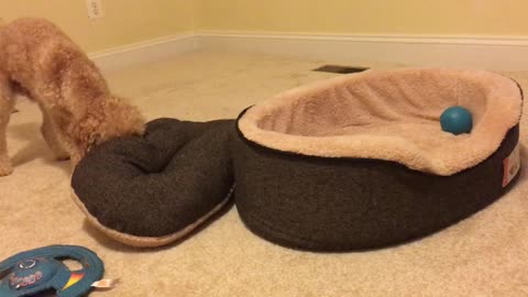Dog literally tucks himself into bed