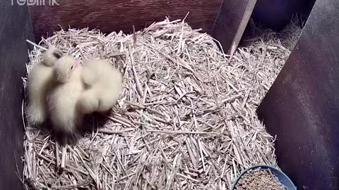 Farm life - Ducks