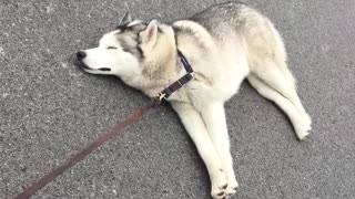 Stubborn Husky Decides To Take A Nap In The Middle Of The Street