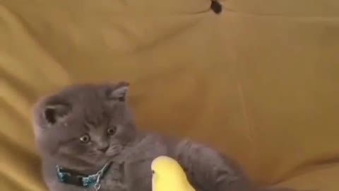 🥺🥺😍…. Hey cat is scared from the parrot ….must watch it