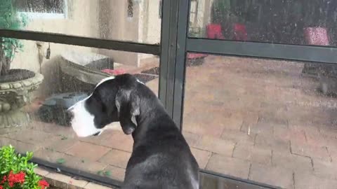 Funny Great Dane Reluctantly Gets Wet In Beautiful Florida Sun Shower