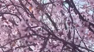 Russian Sakura