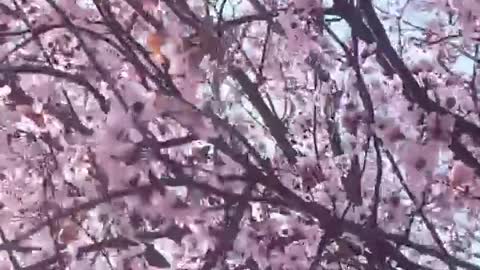 Russian Sakura