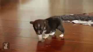 Cute puppy sneezing
