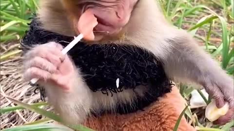 Monkey eats lollipop