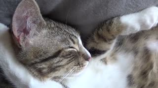 Cat Sleeps With His Paw Behind His Ear