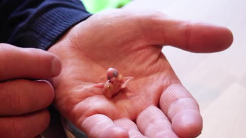 The Smallest Parrot you have ever seen - Tiny egg rescuep11