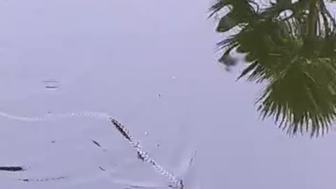 Snake in Pond