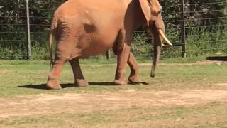 Elephants at the Zoo