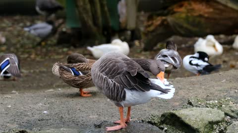 Goose Greylags