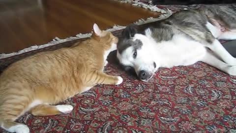 cat licking his pittbull brother