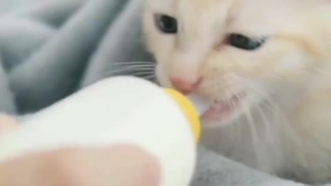 Lovely Baby cat drink milk from feeding bottle