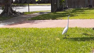 Swan In Florida Nature