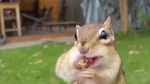 Funny squirrel 🐿️ eating peanut 🥜