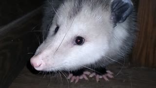 Chill Possum