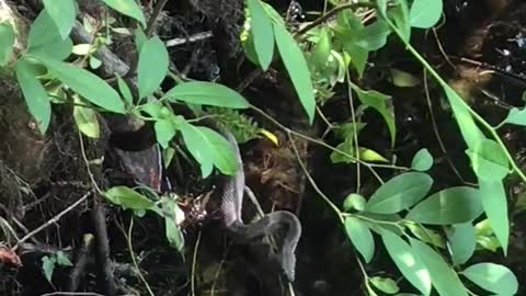 Banded Water Snake at a Florida State Park