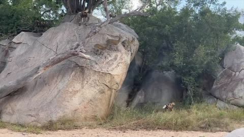 INCREDIBLE! Wild Dogs Hunt Klipspringers