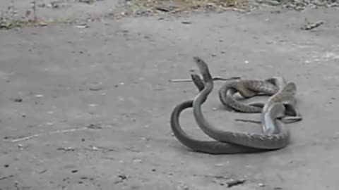 This Is Why the King Cobra Hates Other Snakes