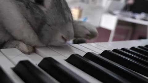 Cute Bunny mastering the Art of Piano🤗