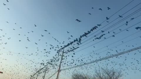 Korean crow flock