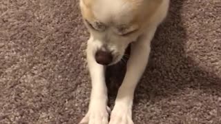 Brown and white chihuahua crawls across carpet