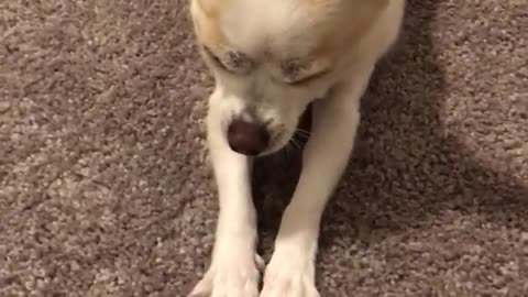 Brown and white chihuahua crawls across carpet