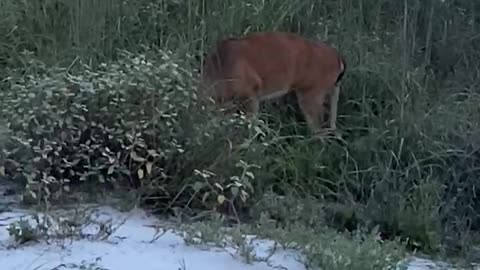 White Tail on the Beach