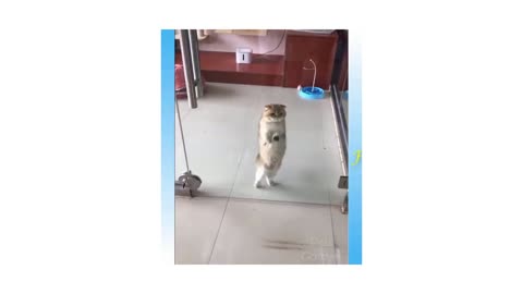 Cat Dance funny clip