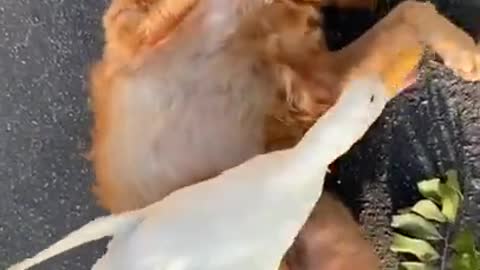 Dog And Duck Tickling Challenge