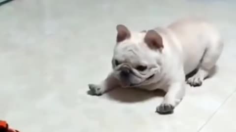 Funny dog video try not to laugh