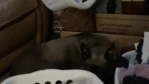 Dog hiding behind bins