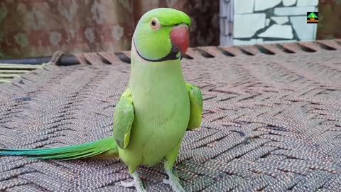 Awesome Talking Parrotp1