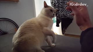 Cat swats owners poking fingers