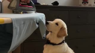 Adorable Pup Wants To ‘Help’ Owner With The Ironing