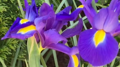 Irises uno