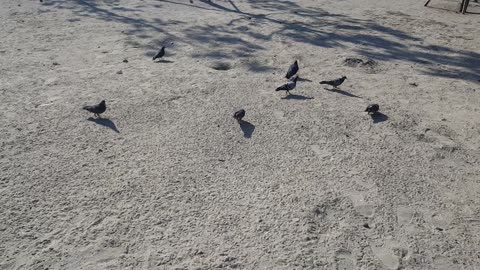 Pigeons on the sandy beach
