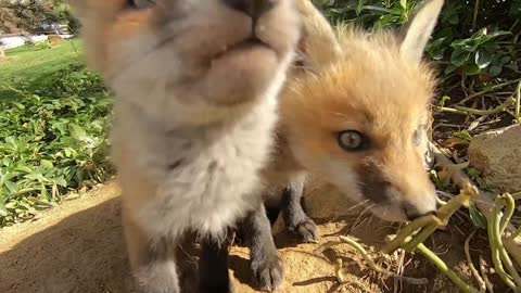 Friendly baby foxes